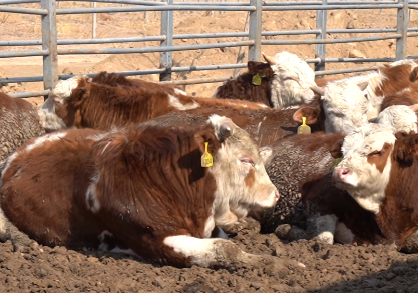 如何才能养殖好肉牛，需掌握先进的肉牛养殖技术及饲喂管理